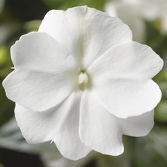 New Guinea Impatians Florific White