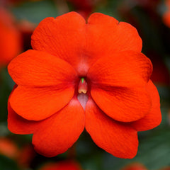 New Guinea Impatians Florific Orange