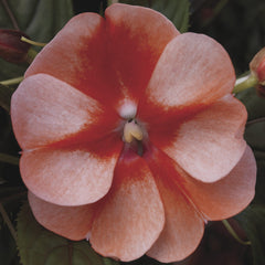 New Guinea Impatians Florific Sweet Orange