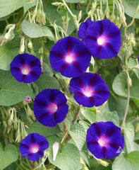 Ipomoea purpurea Grandpa Ott
