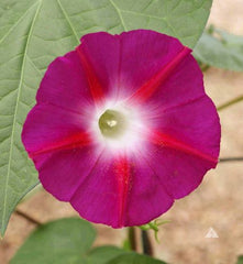 Ipomoea Scarlett O'Hara