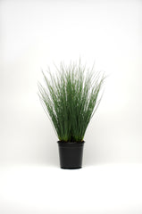 ColorGrass Juncus Blue Arrows MPLT