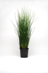 ColorGrass Juncus Javelin MPLT