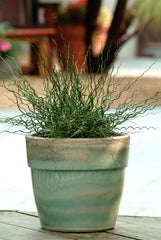 ColorGrass Juncus Twister MPLT