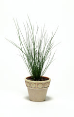 ColorGrass Juncus Blue Dart  MPLT