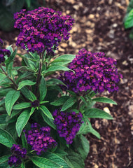 Heliotrope Marine