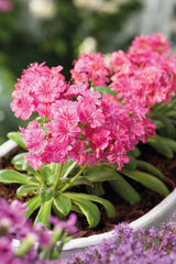 Lewisia Elise Ruby Red