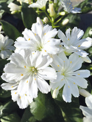 Lewisia Elise White