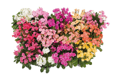 Lewisia Elise Mix