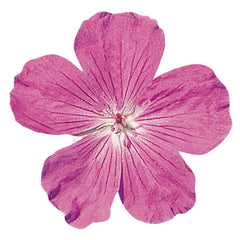 Geranium Vision Violet ApeX