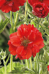 Geum Mrs. Bradshaw