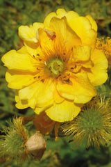 Geum Lady Stratheden