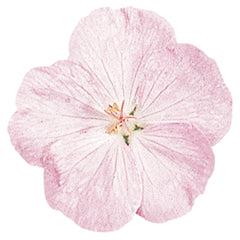 Geranium Vision Pink ApeX