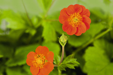 Geum coccineum Koi ApeX