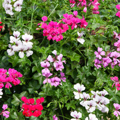 Geranium Reach Out Mixture