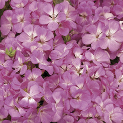 Geranium Multibloom Pink