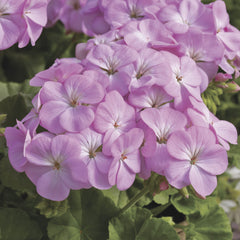 Geranium Multibloom Lavender