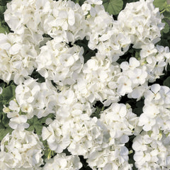 Geranium Multibloom White