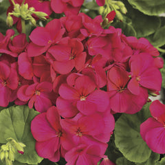 Geranium Multibloom Violet