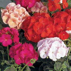 Geranium BullsEye Mixture