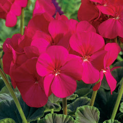 Geranium BullsEye Cherry
