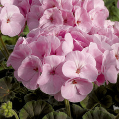 Geranium BullsEye Light Pink