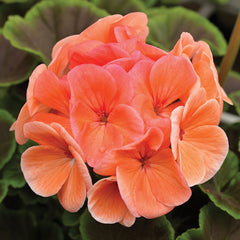 Geranium BullsEye Salmon