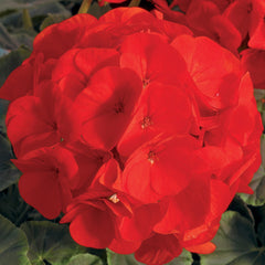 Geranium BullsEye Scarlet