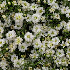 Gypsophila Gypsy White PLT