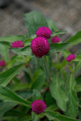Gomphrena Ping Pong Purple