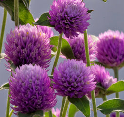 Gomphrena Ping Pong Lavender