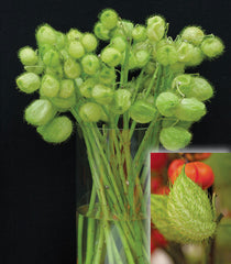 Gomphocarpus Hairy Balls