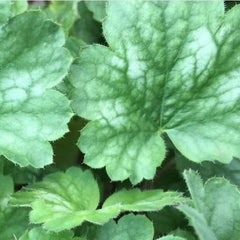 Heuchera Bressingham Hybrids