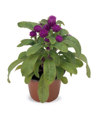 Gomphrena Buddy Purple