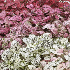 Hypoestes Confetti Compact Mix