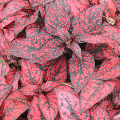 Hypoestes Confetti Compact Red