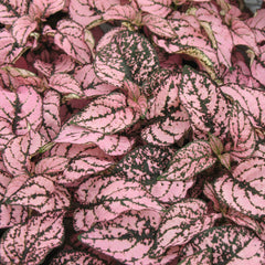 Hypoestes Confetti Compact Pink