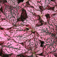 Hypoestes Confetti Compact Rose