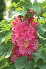 Hollyhock Spring Celebrities Carmine Rose