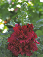 Hollyhock Spring Celebrities Crimson