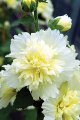 Hollyhock Spring Celebrities Lemon