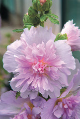 Hollyhock Spring Celebrities Lilac