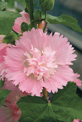 Hollyhock Spring Celebrities Pink