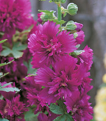 Hollyhock Spring Celebrities Purple