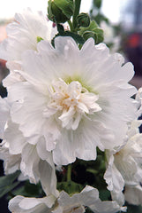 Hollyhock Spring Celebrities White