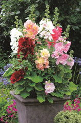 Hollyhock Spring Celebrities Mixture