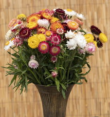 Helichrysum King Size Formula Mix