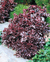 Heuchera  Melting Fire PLT