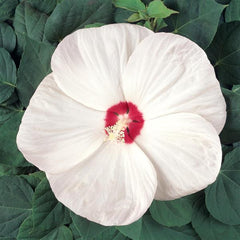 Hibiscus Luna White