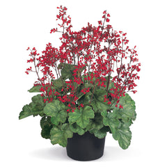 Heuchera Ruby Bells